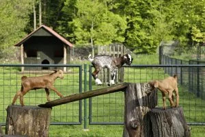 Minizoo na zámku Častolovice